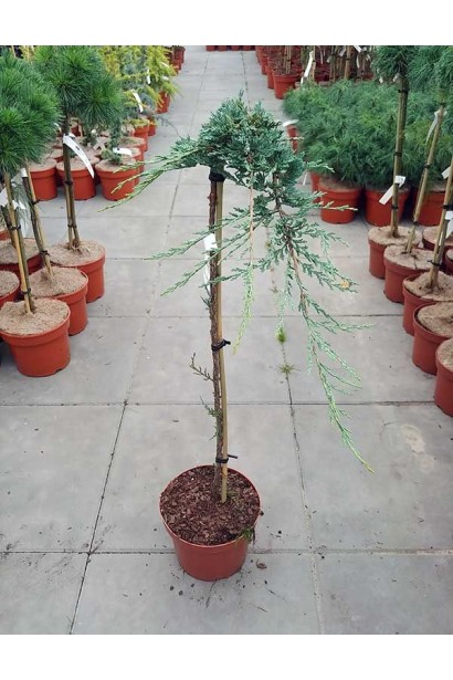 Ялівець горизонтальний Айс Блю® / Монбер® (ШТАМБ)